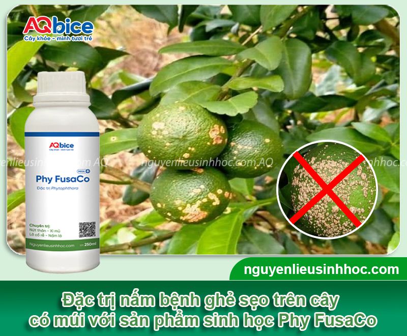 Bệnh ghẻ sẹo cam quýt: Nguyên nhân, dấu hiệu, cách xử lý
