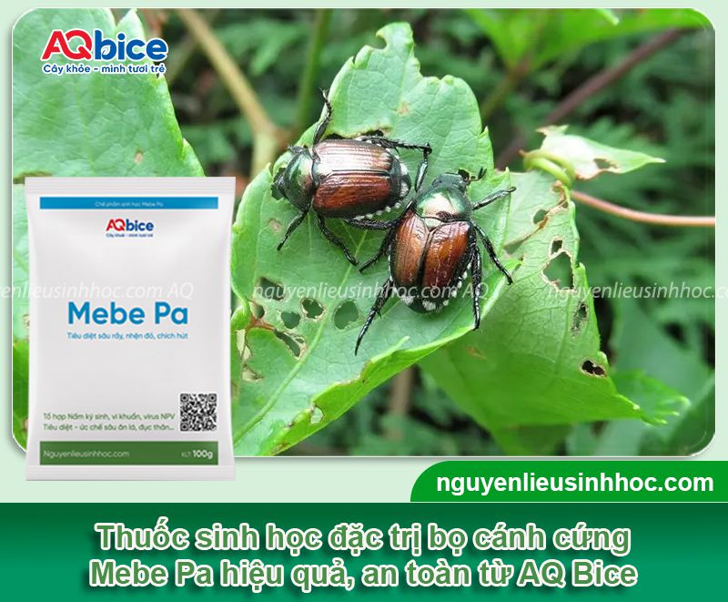 Giải pháp phòng trị bọ cánh cứng ăn lá cây hiệu quả, an toàn