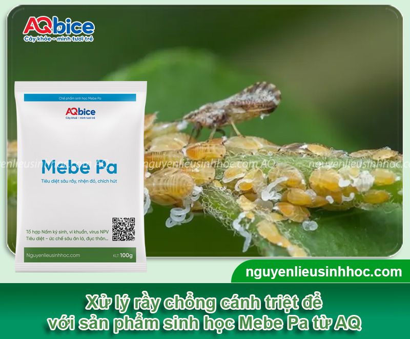 Rầy chổng cánh trên cây có múi: Nhận diện, phòng trừ tận gốc 4 Rầy chổng cánh trên cây có múi: Nhận diện, phòng trừ hiệu quả