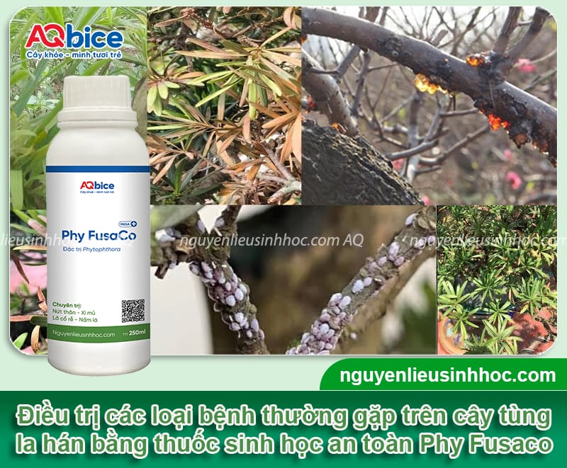 Cách phòng trừ các bệnh thường gặp ở cây tùng la hán