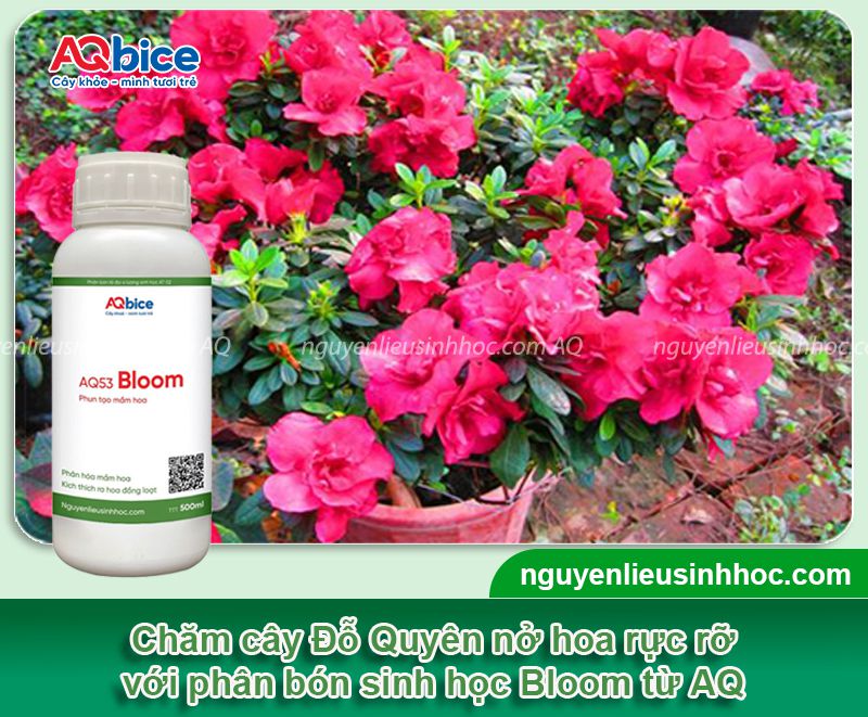 Cây Đỗ Quyên không ra hoa do đâu? Cách khắc phục