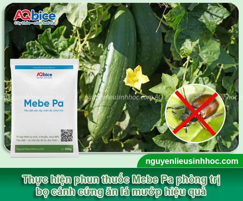 Áp dụng cách diệt bọ cánh cứng ăn lá mướp hiệu quả nhất