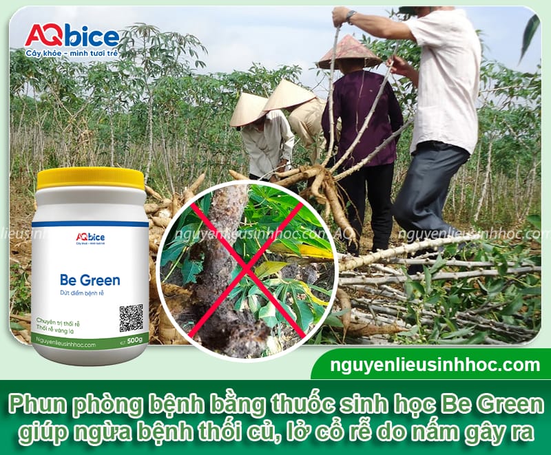 Bệnh thối củ trên cây khoai mì: Nguyên nhân và Cách xử lý 6 Nguyên nhân bệnh thối củ trên cây khoai mì và cách phòng trừ