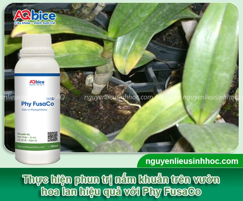 Trị nấm mốc cho lan: Biểu hiện, cách xử lý hiệu quả