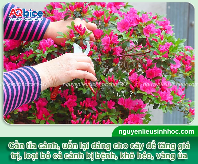 Cách chăm sóc cây đỗ quyên khỏe mạnh, hoa nở lâu tàn 7 Cách chăm sóc cây đỗ quyên khỏe mạnh, hoa nở rực rỡ lâu tàn