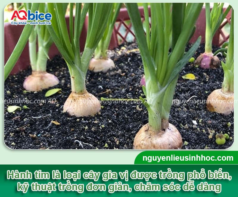 Cách trồng củ hành tím đơn giản củ ra to, nhanh thu hoạch 8 Cách trồng củ hành tím đơn giản giúp củ to, mùi vị đạt chuẩn