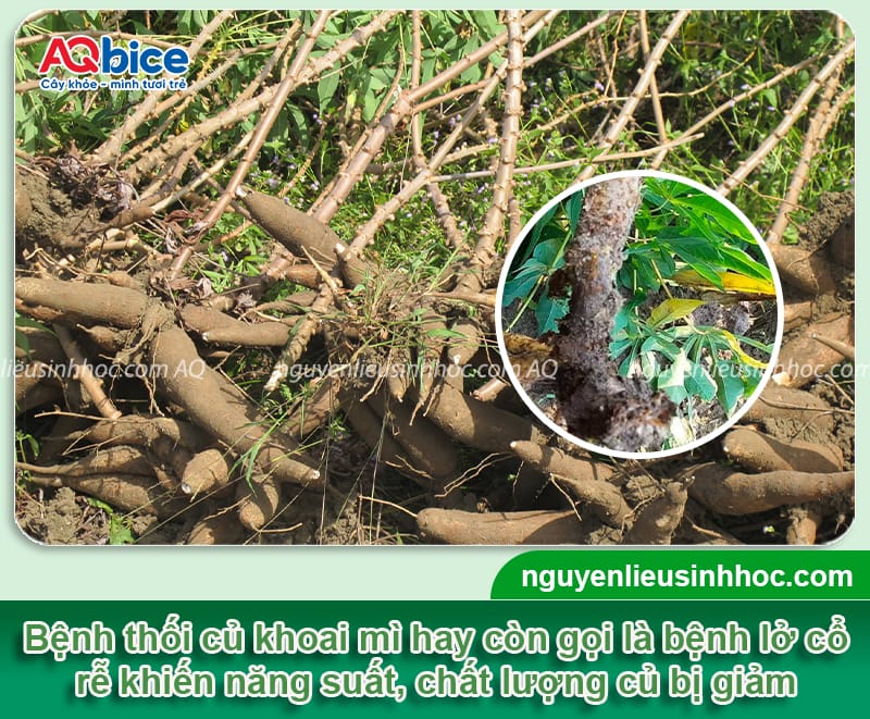 Bệnh thối củ trên cây khoai mì: Nguyên nhân và Cách xử lý 10 Nguyên nhân bệnh thối củ trên cây khoai mì và cách phòng trừ