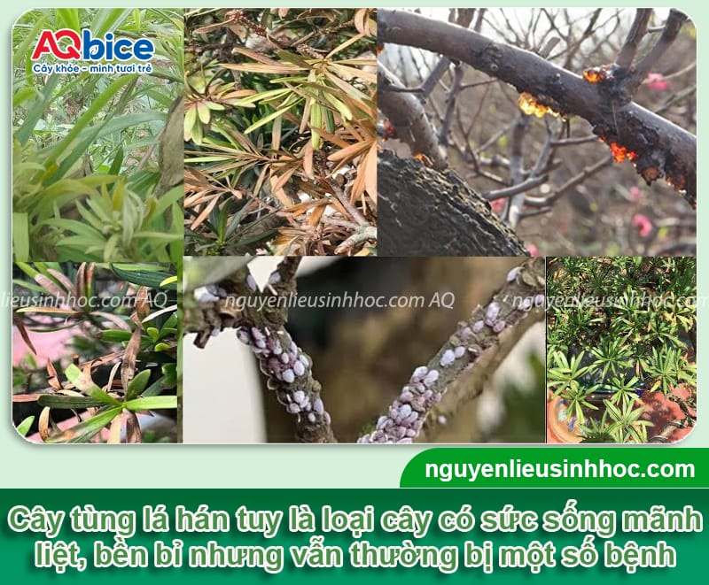 Cách phòng trừ các bệnh thường gặp ở cây tùng la hán