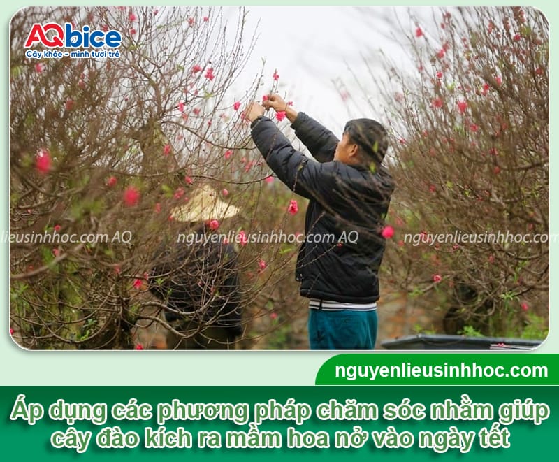 Cách chăm đào ra hoa đúng Tết: Hoa nở đẹp rực rỡ, lâu tàn 9 Cách chăm đào ra hoa đúng Tết: Hoa nở đẹp, nở chuẩn ngày