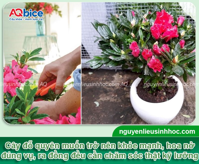 Cách chăm sóc cây đỗ quyên khỏe mạnh, hoa nở rực rỡ lâu tàn