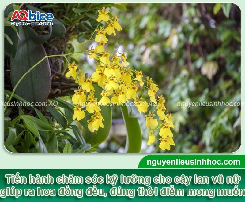 Hướng dẫn cách chăm sóc lan vũ nữ ra hoa đều, màu tươi tắn