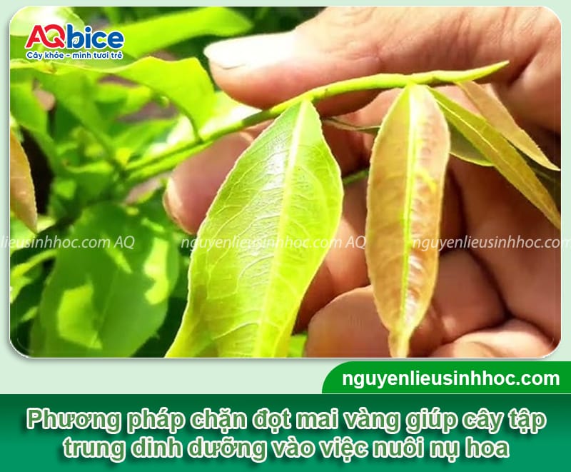 Hướng dẫn chặn đọt mai vàng đúng cách, hoa nở đúng dịp Tết