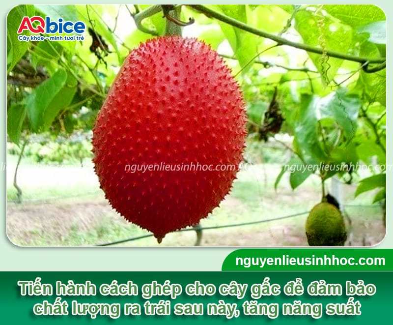 Hướng dẫn cách ghép cây gấc tỷ lệ sống cao, mau ra chồi mới