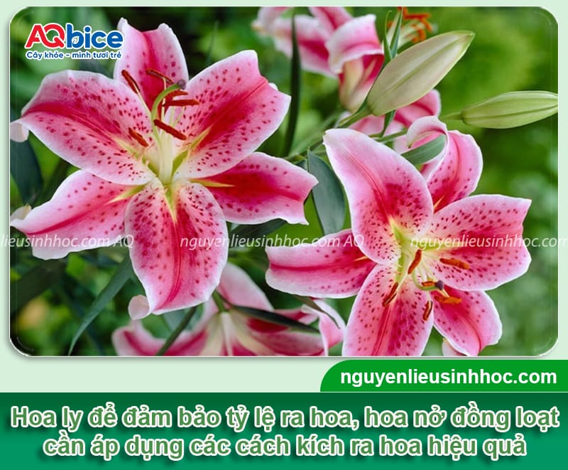 Cách kích hoa ly nhanh nở đồng loạt, đúng dịp Tết Nguyên Đán