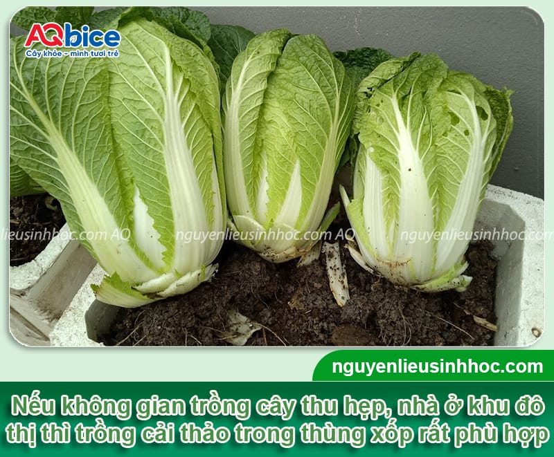 Cách trồng cải thảo trong thùng xốp cây khỏe, lá cuộn đẹp