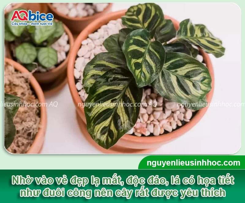 Hướng dẫn cách trồng cây đuôi công đơn giản tại nhà
