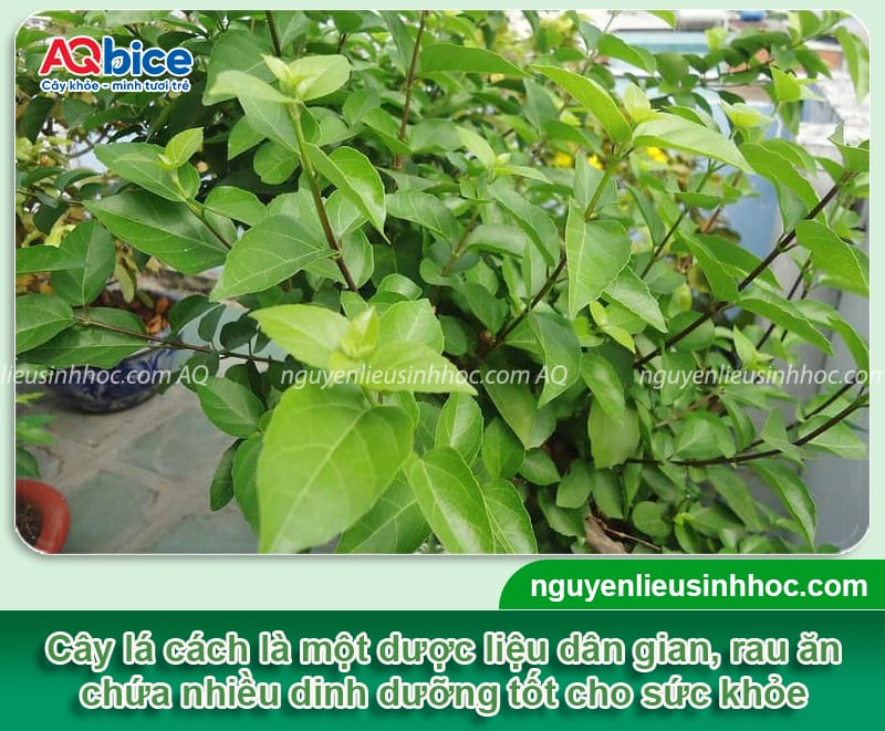 Cách trồng cây lá cách thu hoạch lá sạch, thơm ngon mỗi ngày 7 Cách trồng cây lá cách thu hoạch lá sạch, thơm ngon mỗi ngày