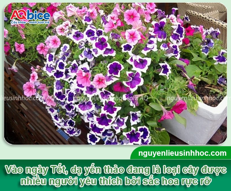 Cách trồng hoa dạ yến thảo chơi Tết cho hoa lâu tàn, bền màu