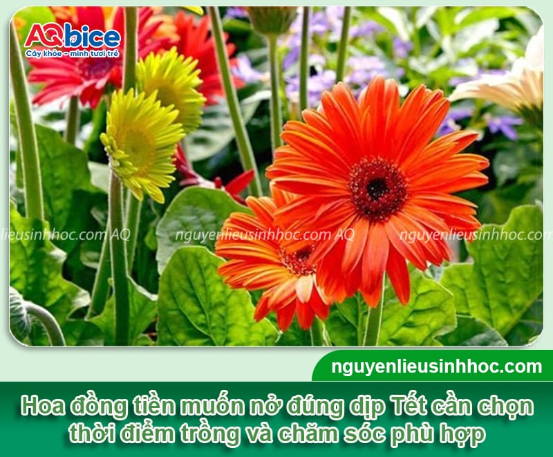Cách trồng hoa đồng tiền nở đúng Tết rực rỡ, tươi tắn