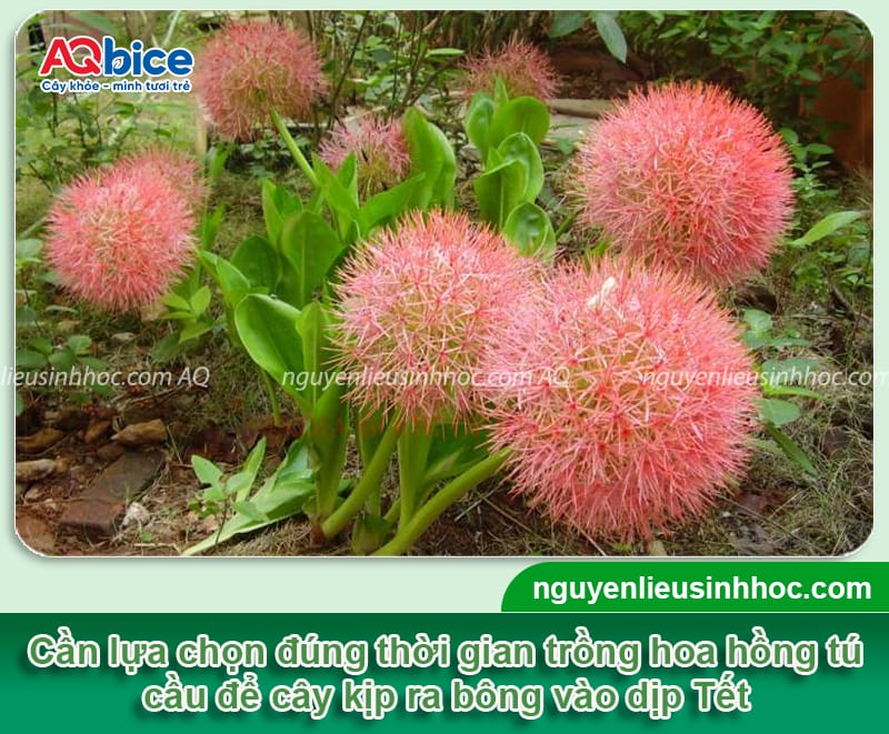 Cách trồng hoa hồng tú cầu nở đúng Tết, hoa đẹp bền màu