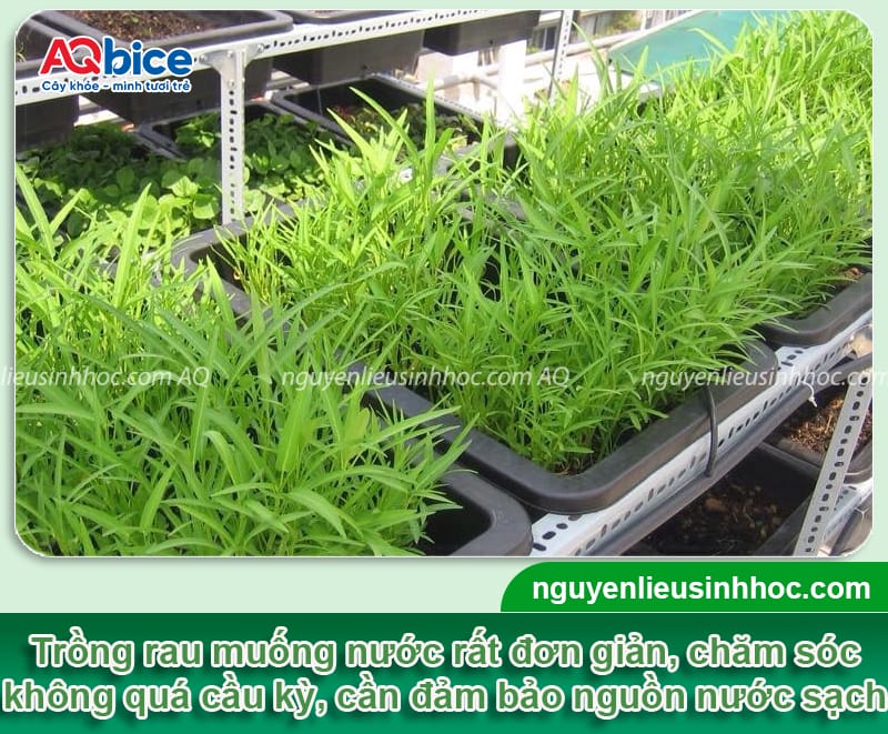 Hướng dẫn cách trồng rau muống nước bằng hạt và dưới nước