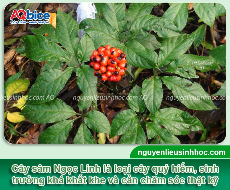 Hướng dẫn cách trồng sâm Ngọc Linh phát triển tốt, cho củ to