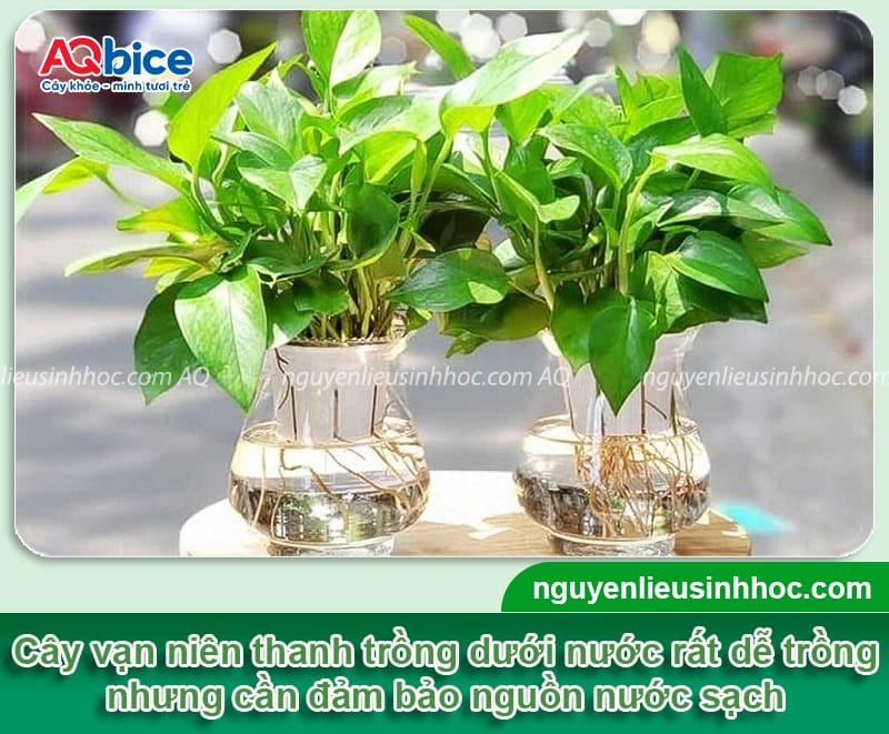 Cách trồng vạn niên thanh bằng nước lá xanh bóng, rễ khỏe 7 Cách trồng vạn niên thanh bằng nước lá xanh bóng, rễ khỏe