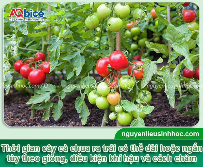 Thời gian cây cà chua trồng bao lâu có trái sai, chín mọng