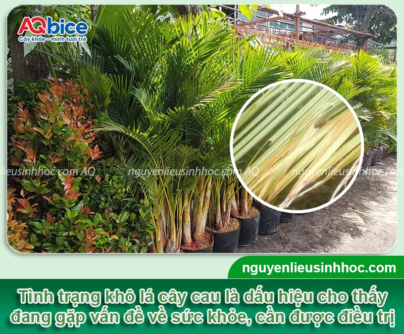 Nguyên nhân cây cau bị khô lá do đâu và cách phòng trừ