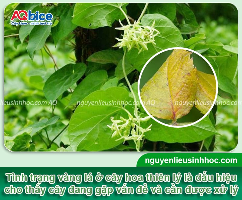 Cây hoa thiên lý bị vàng lá do đâu và cách phòng trừ