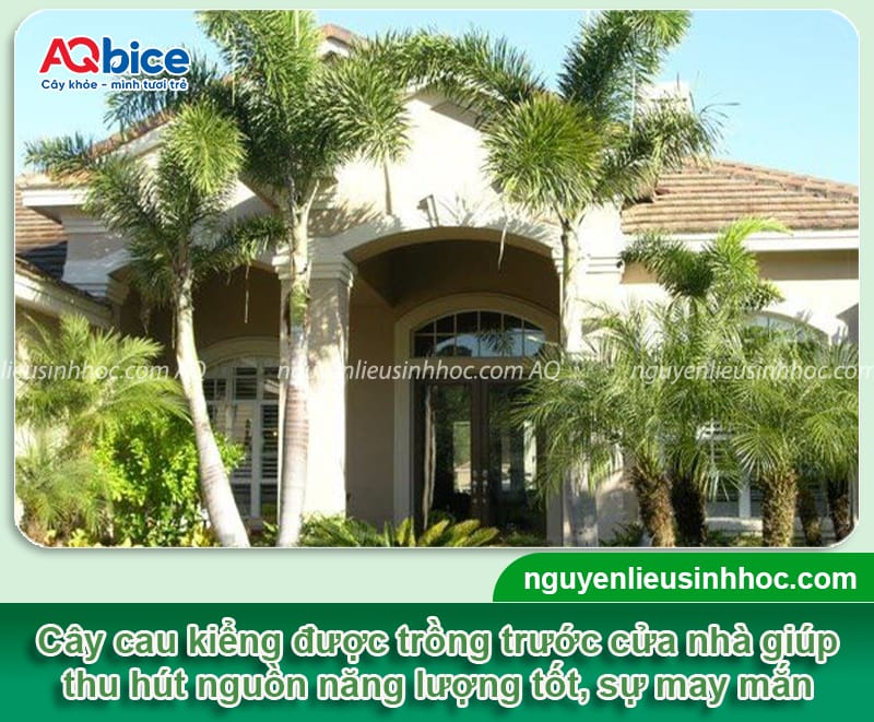 Có nên trồng cây cau cảnh trước cửa nhà? Cần lưu ý điều gì?
