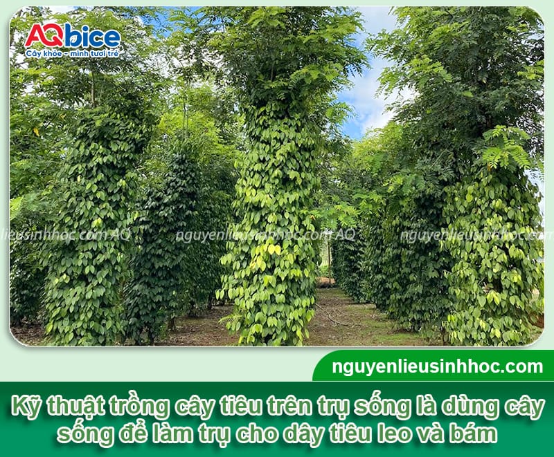 Hướng dẫn kỹ thuật trồng tiêu trên trụ sống cho nhà vườn 10 Hướng dẫn kỹ thuật trồng tiêu trên trụ sống cho nhà vườn