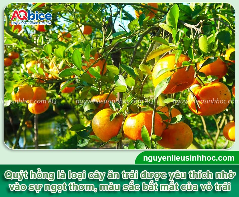 Kỹ thuật trồng quýt hồng khỏe mạnh, quả đẹp và ít sâu bệnh