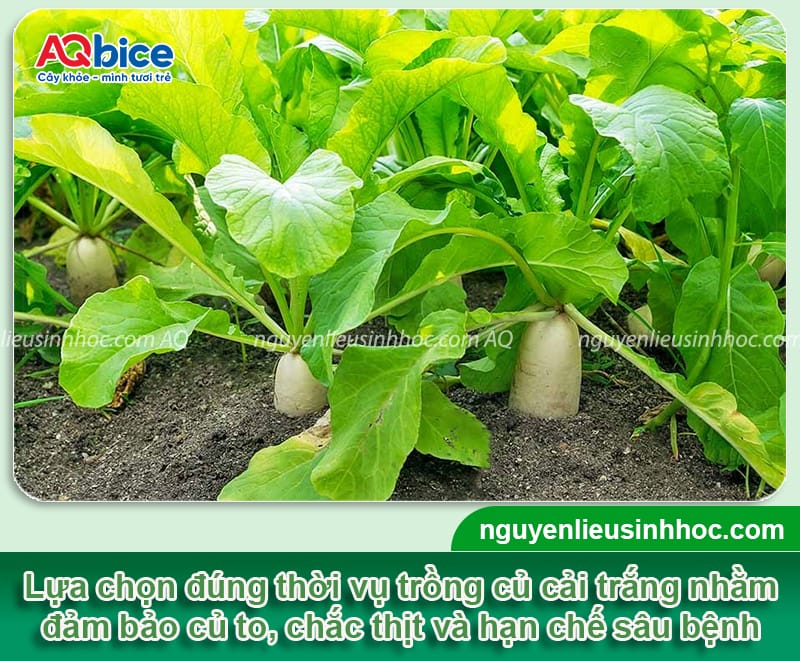 Thời vụ trồng củ cải trắng ở miền Bắc cho năng suất cao