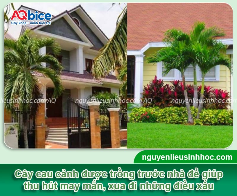 Hướng dẫn trồng cây cau cảnh trước nhà và chăm sóc hiệu quả