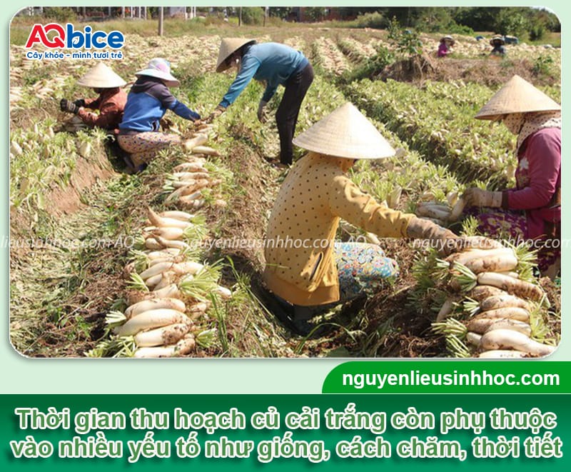 Củ cải trắng trồng bao lâu thu hoạch và dấu hiệu nhận biết