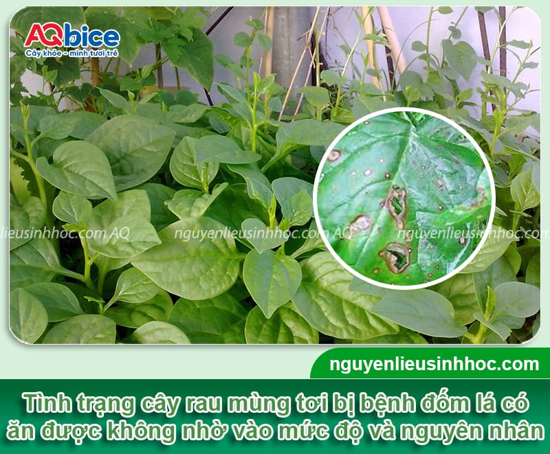 Rau mồng tơi bị đốm lá có ăn được không và cách xử lý