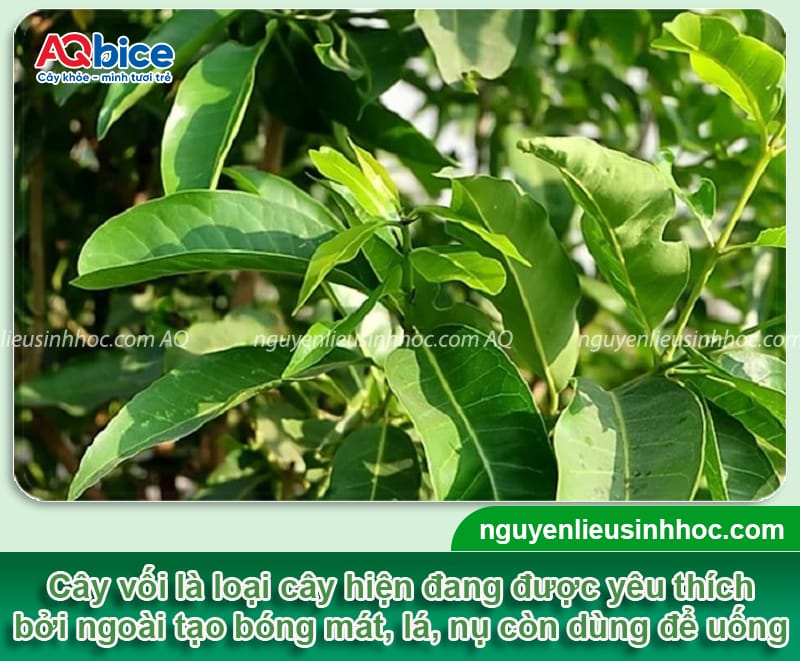 Trồng cây vối trước nhà có tốt không? Cần lưu ý những gì?