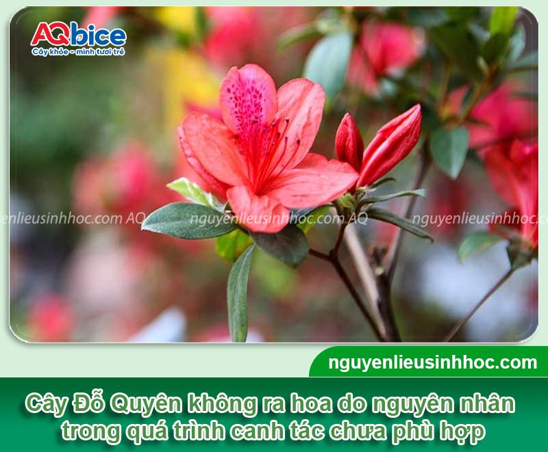 Cây Đỗ Quyên không ra hoa do đâu? Cách khắc phục