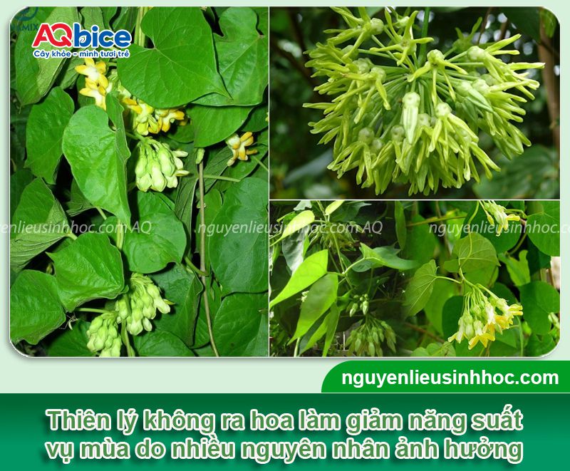 Tại sao cây thiên lý không ra hoa? Kích hoa nở đúng mùa