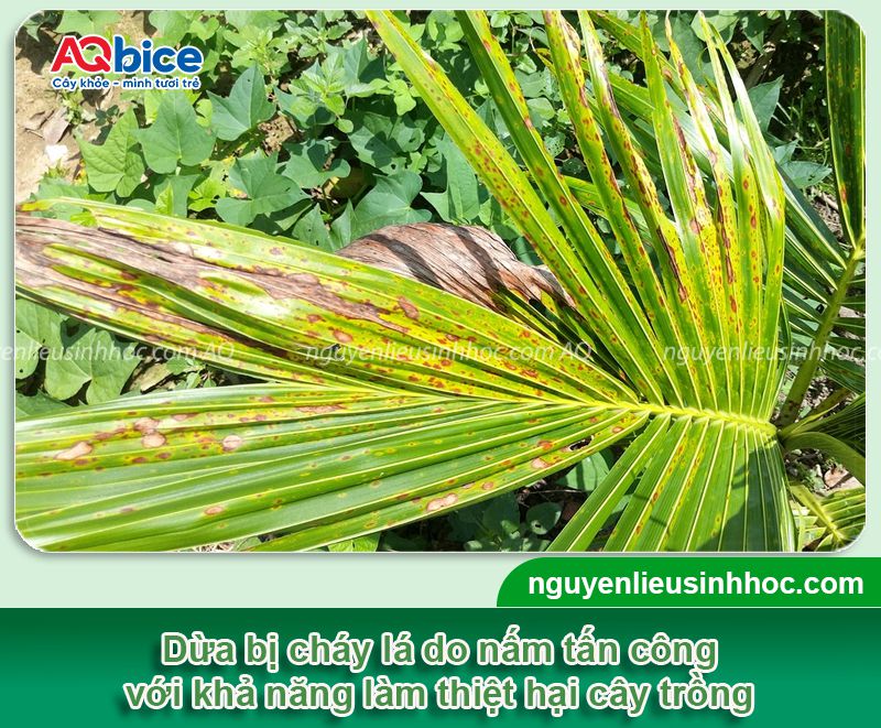 Dừa bị cháy lá: Nguyên nhân, biện pháp phòng trừ hiệu quả 9 Dừa bị cháy lá: Nguyên nhân, biện pháp phòng trừ hiệu quả