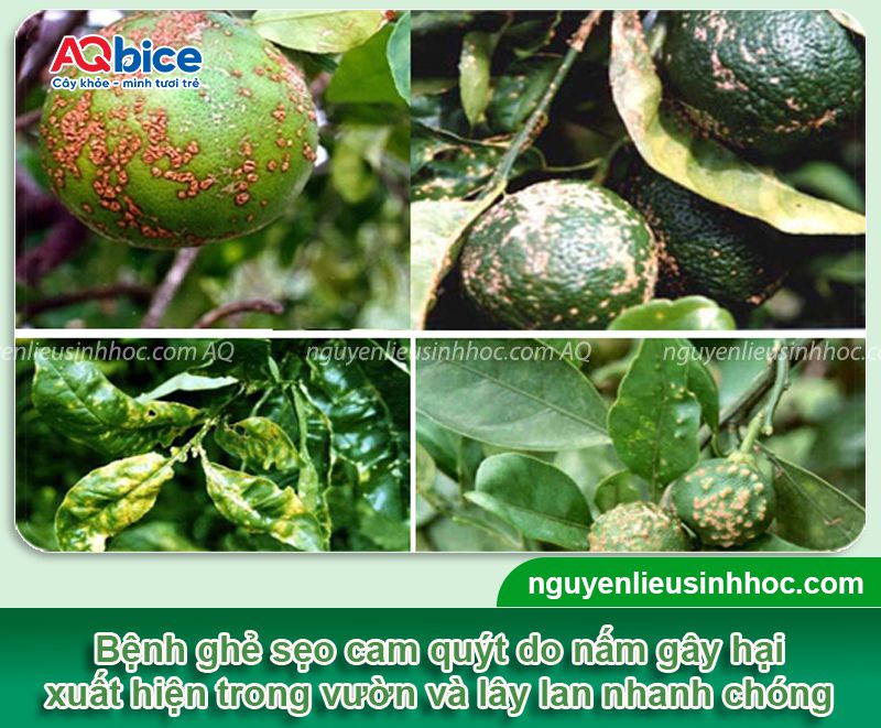 Bệnh ghẻ sẹo cam quýt: Nguyên nhân, dấu hiệu, cách xử lý 1 Bệnh ghẻ sẹo cam quýt: Nguyên nhân, dấu hiệu, cách xử lý