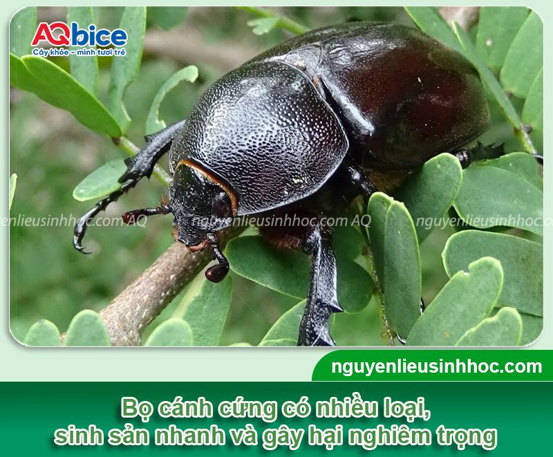 Xử lý bọ cánh cứng ăn lá cây dứt điểm, an toàn cho vườn 1 Giải pháp phòng trị bọ cánh cứng ăn lá cây hiệu quả, an toàn