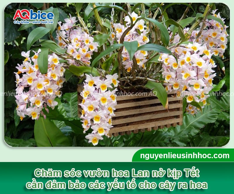 Cách chăm hoa lan nở dịp Tết 2026, hoa nở rực rỡ, lâu tàn 1 Cách chăm hoa Lan nở dịp Tết 2026 rực rỡ lâu tàn