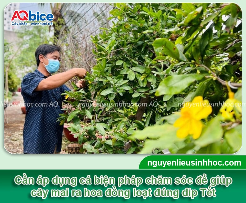 Hướng dẫn cách chăm sóc mai trước Tết, hoa nở bung đẹp 7 Hướng dẫn cách chăm sóc mai trước Tết, ra hoa đúng thời vụ