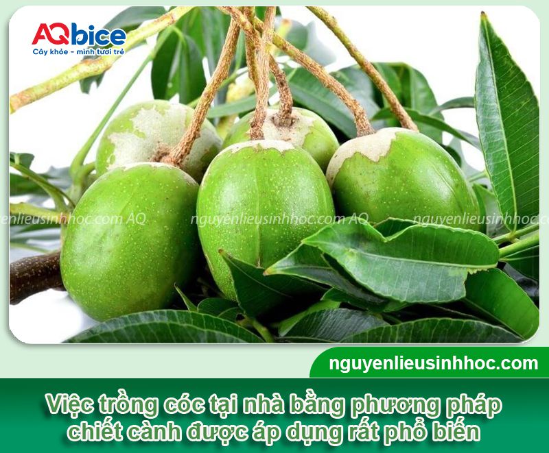Hướng dẫn cách chiết cây cóc đúng kỹ thuật, đơn giản tại nhà