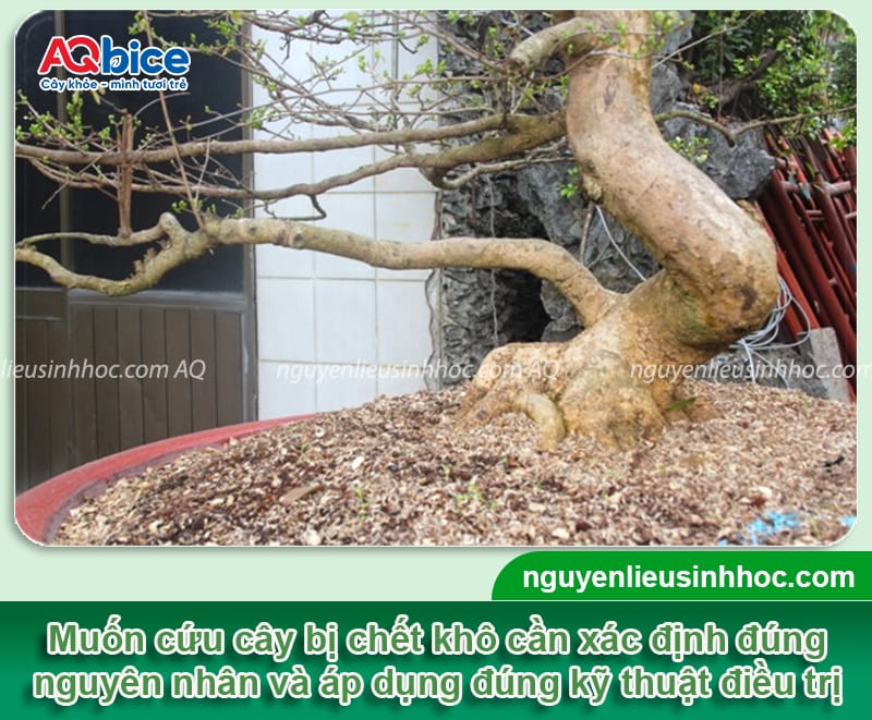 Các cách cứu cây bị chết khô mau phục hồi, xanh tốt trở lại