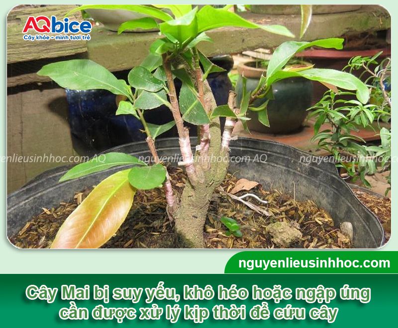 Cách cứu cây Mai sắp chết kịp thời do nhiều nguyên nhân