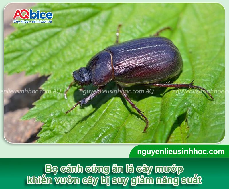Cách diệt bọ cánh cứng ăn lá mướp dứt điểm, hiệu quả nhanh 1 Áp dụng cách diệt bọ cánh cứng ăn lá mướp hiệu quả nhất