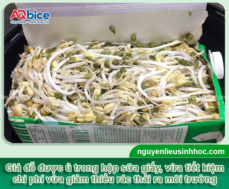 Cách làm giá bằng hộp sữa giúp giá giòn ngọt, mau thu hoạch
